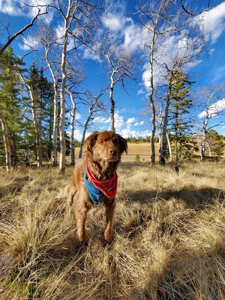 Entry image for Ripken. Clicking this image will show a larger photo