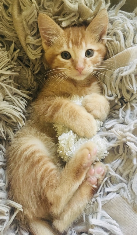 Entry image for Casey. Clicking this image will show a larger photo