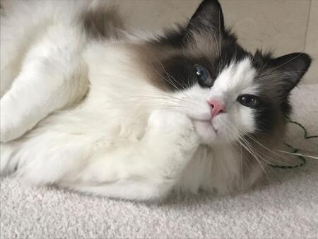 Entry image for Bailey. Clicking this image will show a larger photo