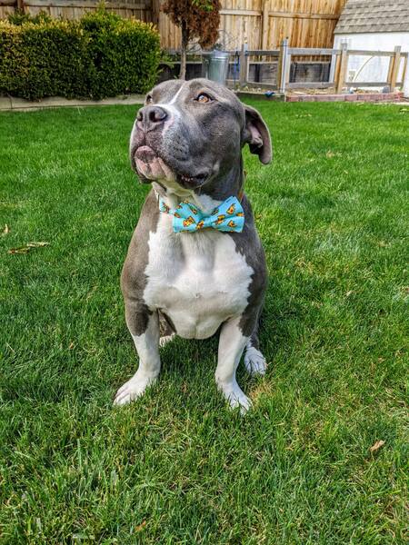 Entry image for Beans (previously Evan). Clicking this image will show a larger photo