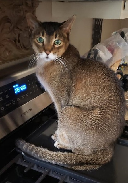 Entry image for Horus. Clicking this image will show a larger photo