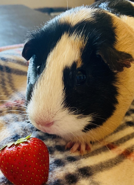 Entry image for Bugsy. Clicking this image will show a larger photo