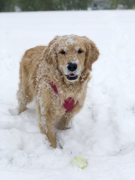 Entry image for Sophie. Clicking this image will show a larger photo