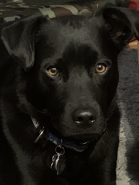 Entry image for Koda. Clicking this image will show a larger photo