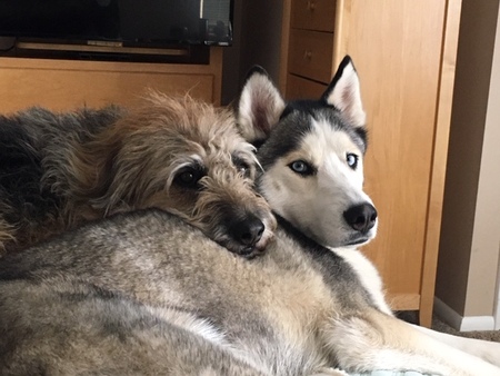 Entry image for Sadie and Siren. Clicking this image will show a larger photo