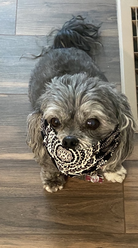 Entry image for Lola. Clicking this image will show a larger photo