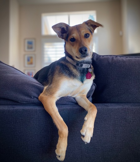 Entry image for Sadie. Clicking this image will show a larger photo