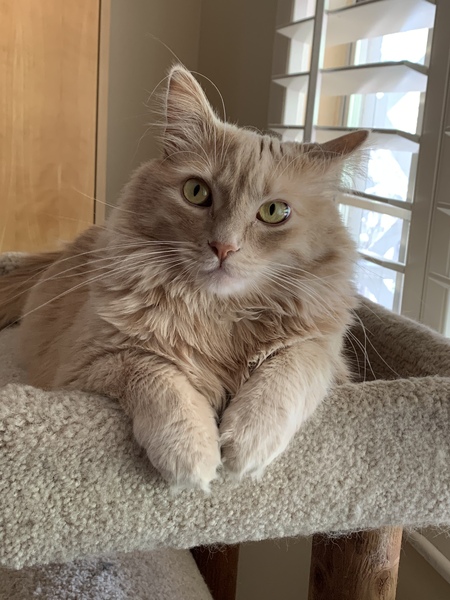 Entry image for Babka. Clicking this image will show a larger photo