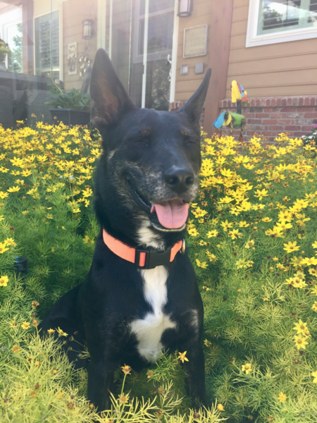 Entry image for Otto. Clicking this image will show a larger photo