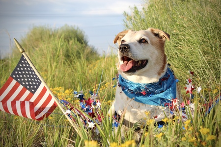 Entry image for Apache. Clicking this image will show a larger photo