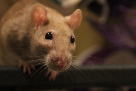 Entry image for Ginger. Clicking this image will show a larger photo