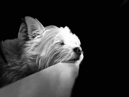 Entry image for Senna. Clicking this image will show a larger photo