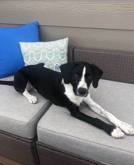 Entry image for Baxter. Clicking this image will show a larger photo