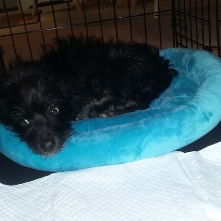 Entry image for Precious. Clicking this image will show a larger photo