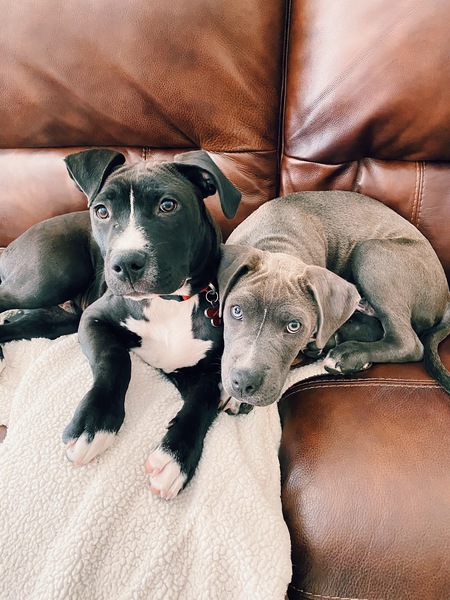 Entry image for Max and Cody. Clicking this image will show a larger photo