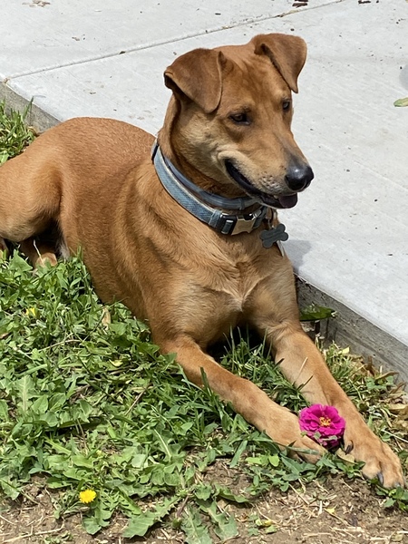 Entry image for Redgie. Clicking this image will show a larger photo