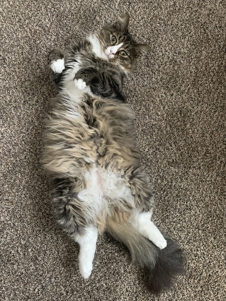 Entry image for BJ. Clicking this image will show a larger photo