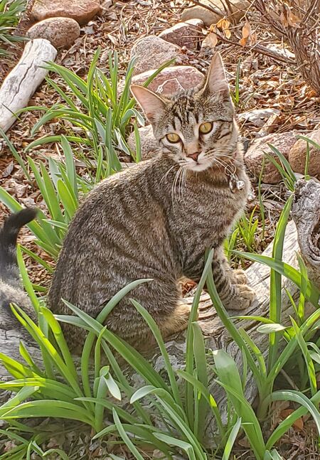 Entry image for Jarious Nefarious. Clicking this image will show a larger photo