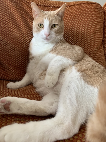 Entry image for Nutter Butter. Clicking this image will show a larger photo