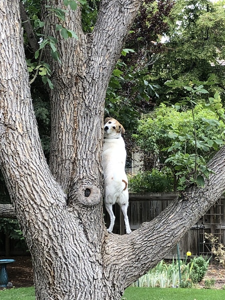 Entry image for Gracie. Clicking this image will show a larger photo