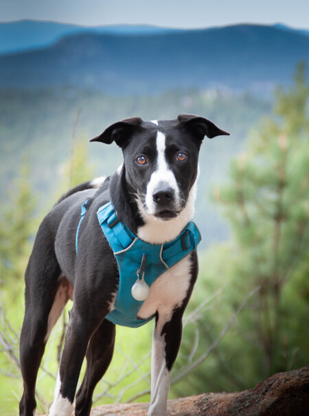 Entry image for Blaze. Clicking this image will show a larger photo