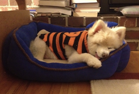 Entry image for Charlie . Clicking this image will show a larger photo