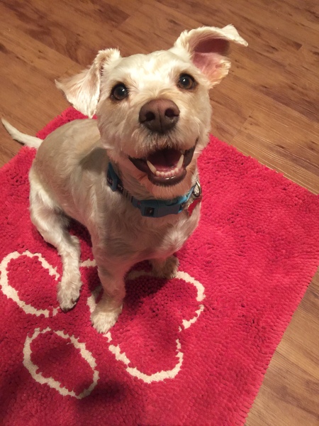 Entry image for Ace . Clicking this image will show a larger photo