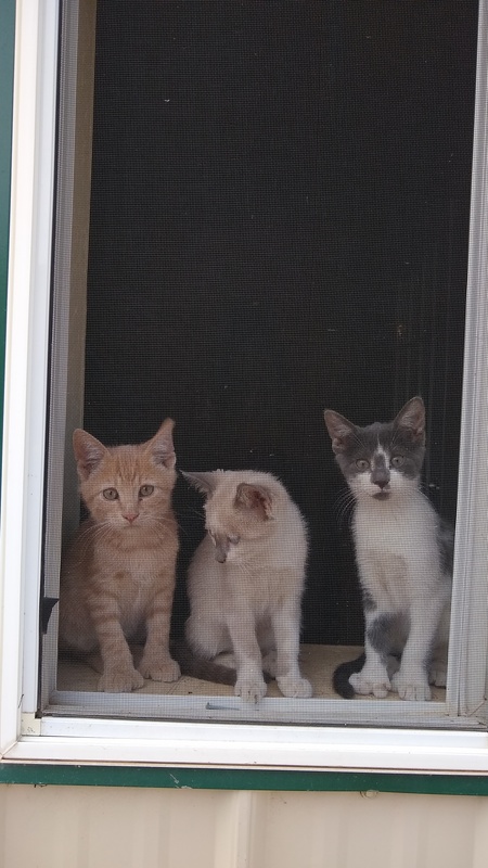 Entry image for Tigger, Mini, and Juliette. Clicking this image will show a larger photo