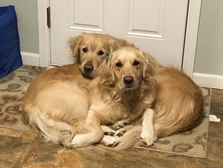 Entry image for Lincoln and Lily. Clicking this image will show a larger photo