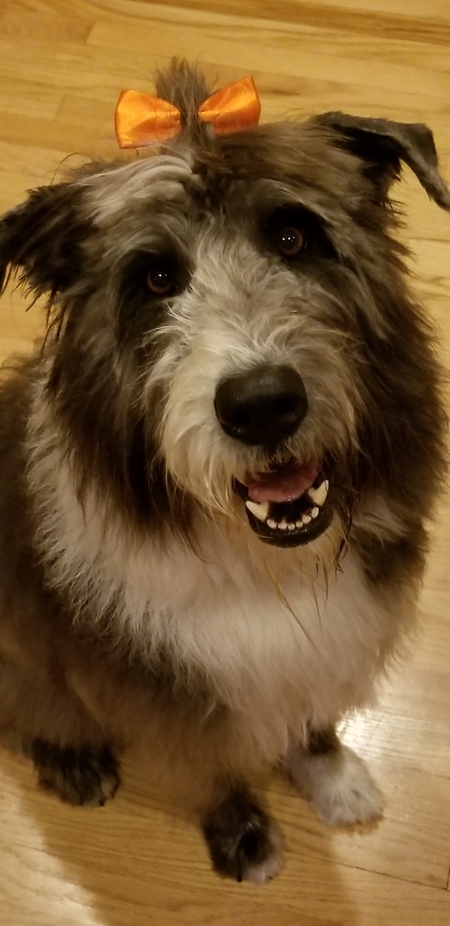 Entry image for Cosmo. Clicking this image will show a larger photo