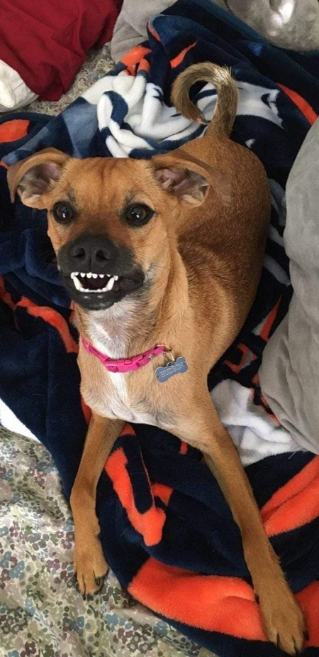 Entry image for Hudson. Clicking this image will show a larger photo