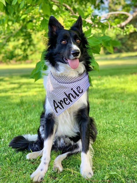 Entry image for Archie. Clicking this image will show a larger photo
