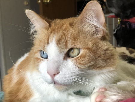 Entry image for Han Solo. Clicking this image will show a larger photo