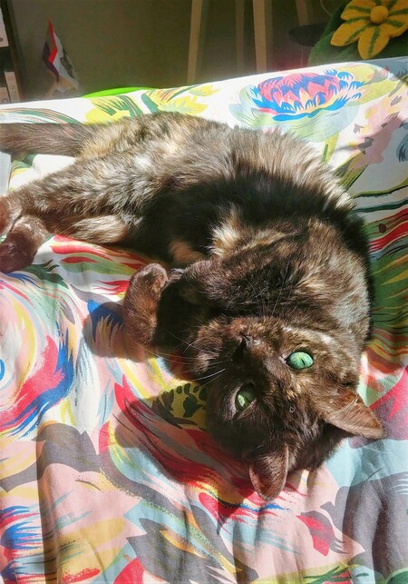 Entry image for Smokey. Clicking this image will show a larger photo