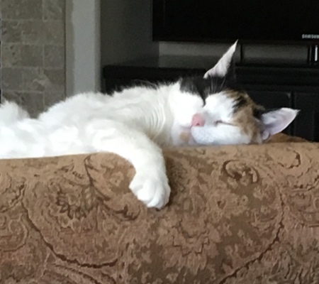 Entry image for Sweetpea. Clicking this image will show a larger photo