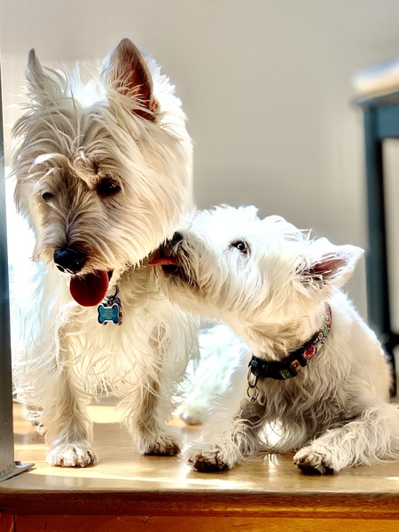 Entry image for Spencer and Sabine. Clicking this image will show a larger photo