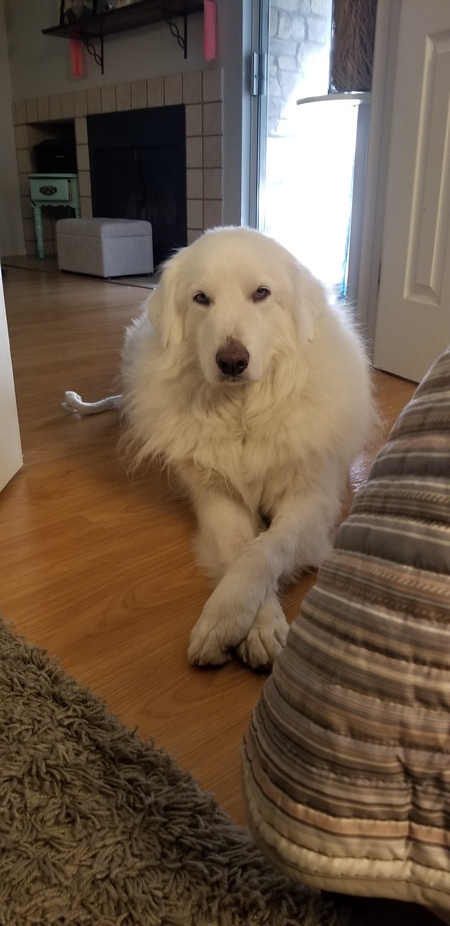 Entry image for Lucas. Clicking this image will show a larger photo