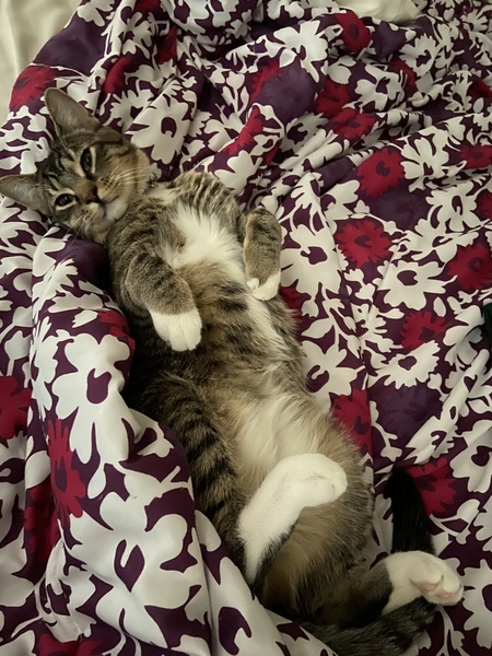 Entry image for Figaro. Clicking this image will show a larger photo