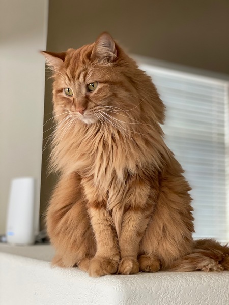 Entry image for Thor. Clicking this image will show a larger photo