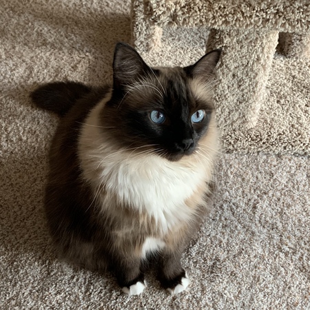 Entry image for Jameson. Clicking this image will show a larger photo