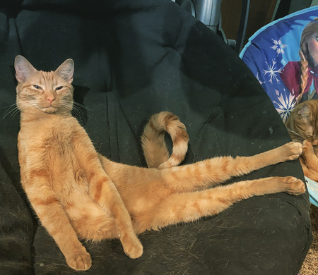 Entry image for Nugget. Clicking this image will show a larger photo