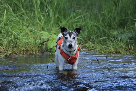 Entry image for Seamus. Clicking this image will show a larger photo