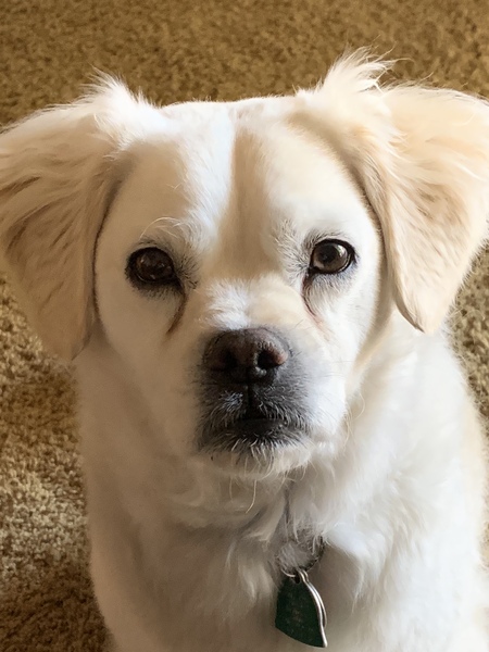 Entry image for Arnie (Arnold Palmer). Clicking this image will show a larger photo