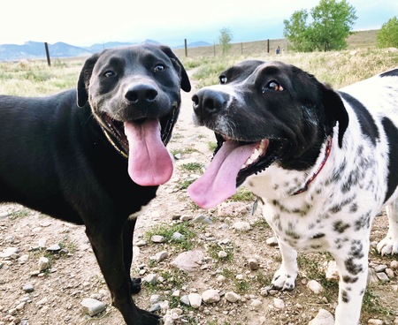 Entry image for Coco & Luna. Clicking this image will show a larger photo