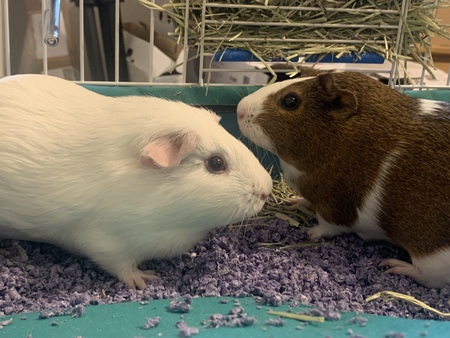 Entry image for Jasmine and Lilly. Clicking this image will show a larger photo