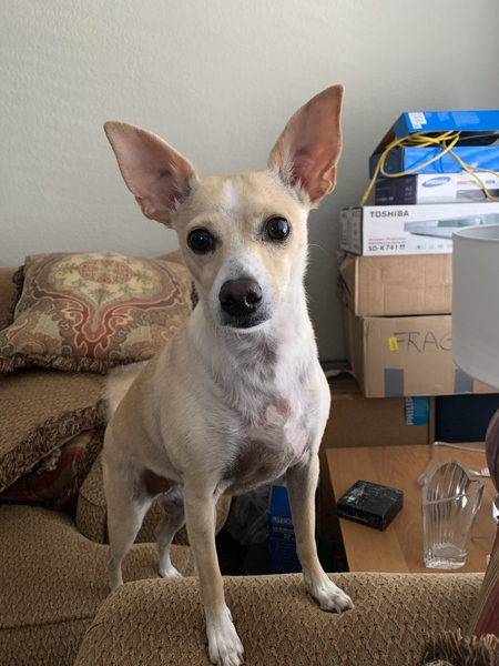 Entry image for Yo-Yo. Clicking this image will show a larger photo