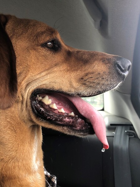 Entry image for Max. Clicking this image will show a larger photo