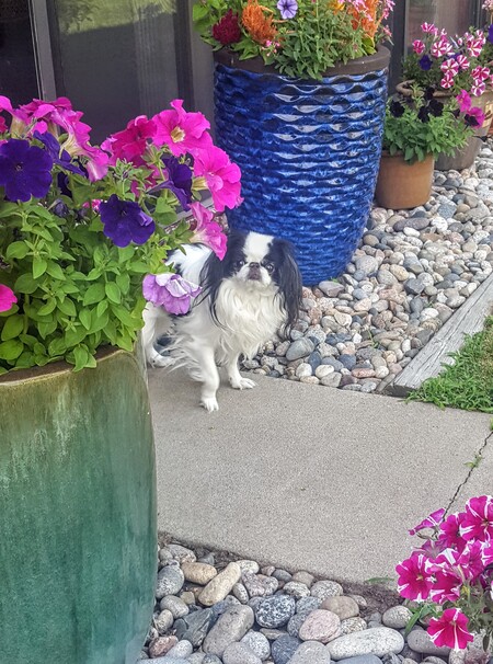 Entry image for Ruby Jubilee . Clicking this image will show a larger photo