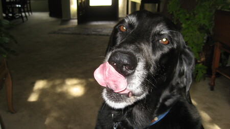 Entry image for Gracie. Clicking this image will show a larger photo