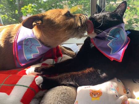 Entry image for Stella and Ceres. Clicking this image will show a larger photo